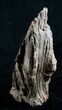 Petrified Wood Free-Standing Sculpture #6306-6